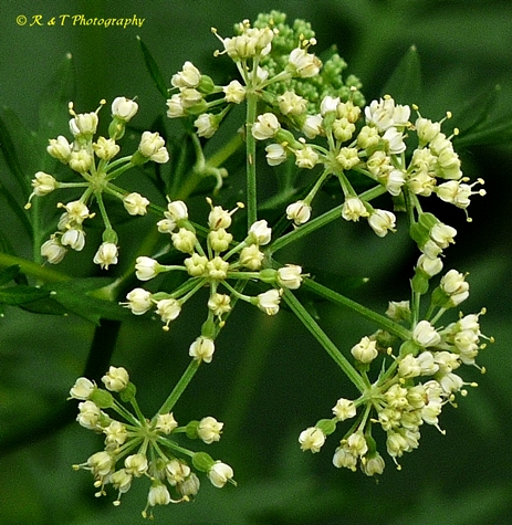 {Thaspium pinnatifidum}